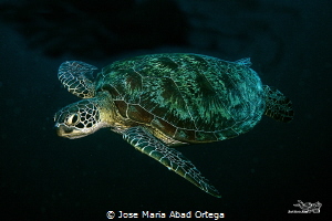 Turtle in Moalboal Cebu by Jose Maria Abad Ortega 
